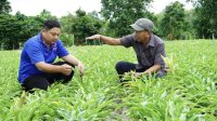 Tân Phong: Trồng loài cây được coi là "thần dược" kháng ung thư